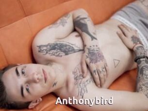 Anthonybird