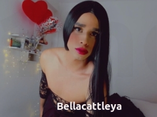 Bellacattleya